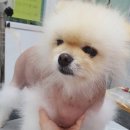 끌리개 이미지