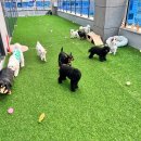 파브 퍼피 이미지