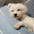 방어진 행복한 동물병원 이미지