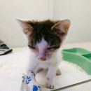 이든 동물의료센터 이미지