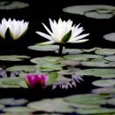 사랑의연못 이미지