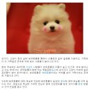 튼튼펫샵 이미지