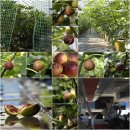 산들바람 이미지