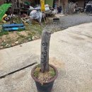 초록코끼리(주) 이미지