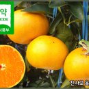 Re: 유기농전환기 하늘이 내린 천혜향 50% 맛보기 이벤트 당첨자 발표 이미지