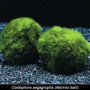 마리모(Marimo) 또는 모스볼(Moss Ball) 이미지