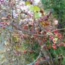 머체왓숲길영농조합 이미지