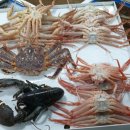 영덕바닷가솔밭펜션 이미지