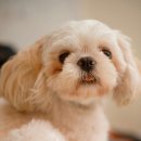 빵먹는 강아지 이미지