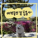 강아지동반 절 흥륜사 방문 후기
