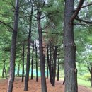 일동라스베가스 공원 이미지