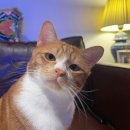 만두나라 이미지