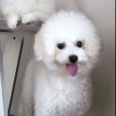 광창1로 Daum카페