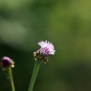 들꽃야생화 - 서천군 판문로706번길 3-2 | 들꽃야생화