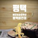 렙타일케이지 | 아이와 함께 파충류 체험 ｜ 평택 도마뱀 분양 후기