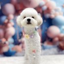 쿨독펫샵 | 수원 애견미용 <쿨독펫샵> 대만족!!! 단골예약 내돈내산 솔직후기