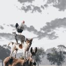 숲속노을 동물병원 네이버블로그