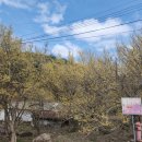 개나리민박 이미지