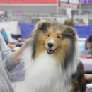 골든베릴셀티 이미지