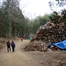 주례편백림 | 조계산(884m) /전남 순천