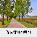 경포동주민센터 | 메타세콰이어 길이 예쁜 경포생태저류지 강릉 명소 바우길16구간 가볼만한 곳