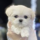 야옹아 멍멍해봐 이미지