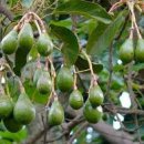 산야초-아보카도(Avocado) 이미지