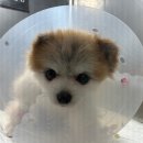 수원24시 바른동물의료센터 | 막둥이 메리 퇴원 그리고 수원 호매실 24시바른동물의료센터 방문후기