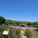 안산 가볼만한곳 노적봉인공폭공원 장미꽃명소 개화시기 알아보기