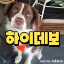 포항애견 | 포항 북구 애견동반 하이데보 내돈내산 후기