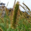 남생이못 이미지