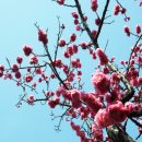 고목나무 이미지