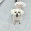 몽실몽실 애견미용 이미지