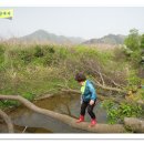 철원고구마 이미지