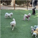 멍멍이와 숲속에서 | 반려견과 함께하는 경주의 자연 속 힐링 애견호텔 체험 후기