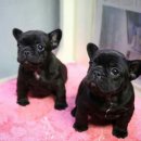 흑꼬 카카오 검색결과