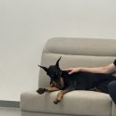 멍얀트리 이미지