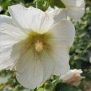 도배마을농장 이미지