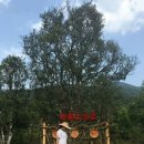 명품보이차