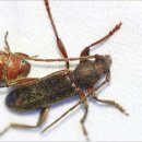 털보밧데리 이미지