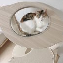 묘르신 | 고양이 관절 영양제 안티놀 묘르신 슬개골 추천템