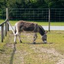 작은 동물원 이미지