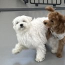 멍줍강아지산책유치원 | [창원 상남동 강아지 유치원] 뽀짝이가 다니는 멍줍강아지산책유치원
