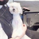 다듬, 강아지미용실 이미지