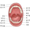 설통[Glossodynia]치과질환 이미지