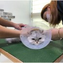 온천장고양이 이미지