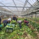 하대동300 이미지