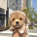 아르르펫 이미지