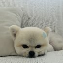 마이멍멍 이미지