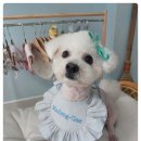 마당개 | [부산애견미용] 감성과 정성이 가득한 마당개 대연동에서 찾은 최고의 힐링 미용샵